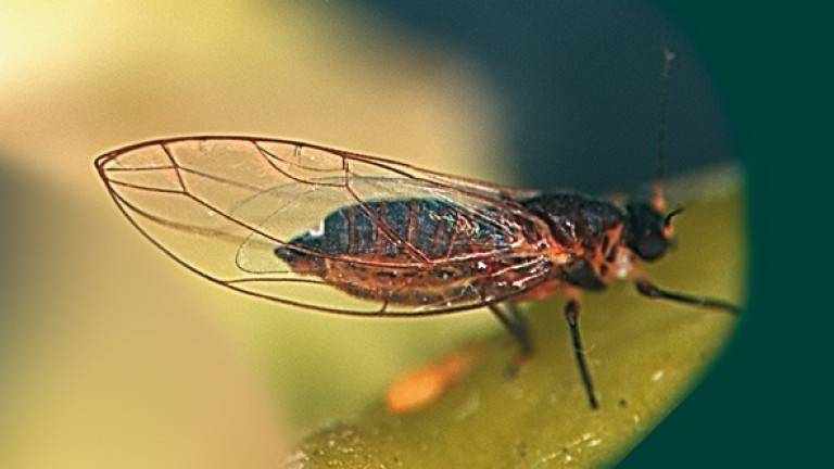 24216_modal|24214_modal|24215_modal|modal-agrigenómica|Agrigenomica-publicacion